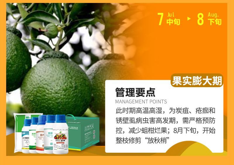 此時期高溫高濕，為炭疽、瘡癡和銹壁虱病蟲害高發期，需嚴格預防控，減少蛆柑爛果;8月下旬，開始整枝修剪“放秋梢”